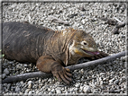 foto Flora e la fauna della Isole Galapagos